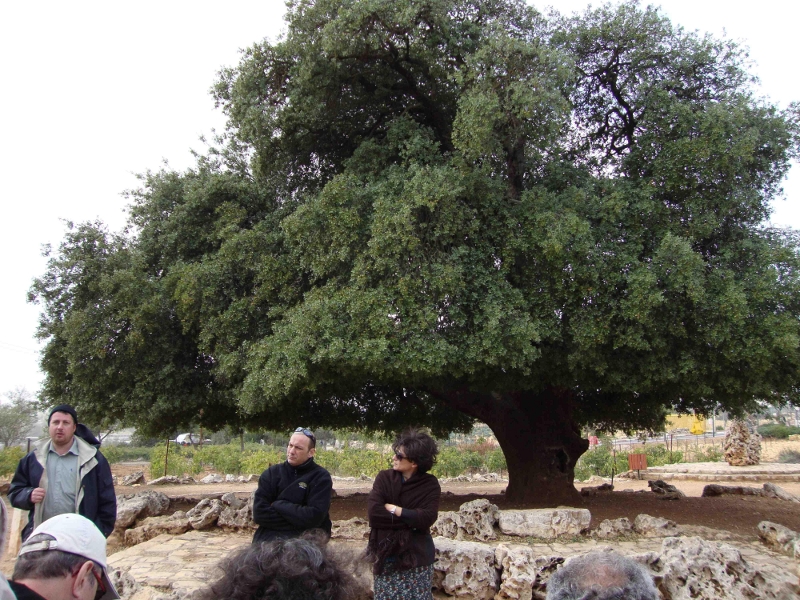 Le Chêne Solitaire, symbole du Gush Etzion